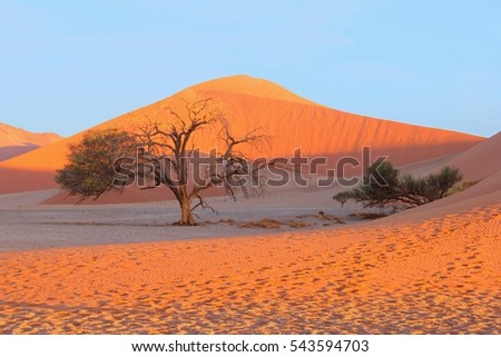 African sunset desert with Acacia Camel thorn tree (Vachellia Erioloba) in Namib Naukluft, Sossusvlei, Namibia, Africa