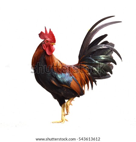 Rooster isolated on white background Royalty-Free Stock Photo #543613612