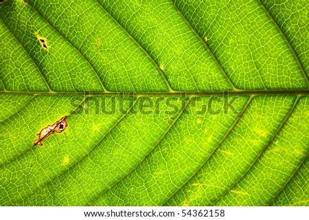Green leaf with back light.