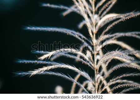 Grass flowers symbolize nature, life, and rejuvenation as well as youth and good fortune in some parts of the world.