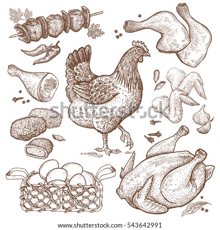 Bird and food objects. Sketch of poultry hen. Split carcass of chicken, wings, legs, skewers of chicken, nuggets, basket eggs isolated on white background. Style Vintage engraving. Hand drawing Vector Royalty-Free Stock Photo #543642991