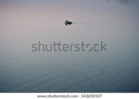Lonely Duck with lots of copy space. The Concept of minimalism.