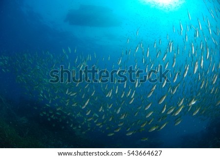 School of fish under the boat