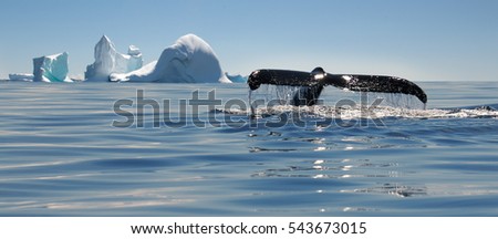 Beautiful view of icebergs and whale in Antarctica