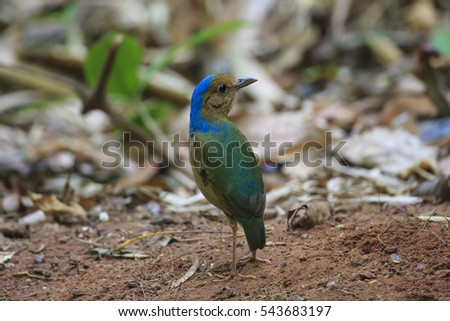 Blue-naped Pitta (Hydrornis nipalensis) in nature of Thailand. (rare and beautiful bird)