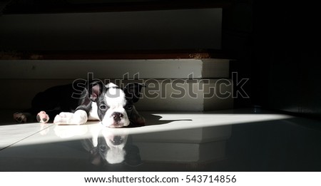 Little Boston Terrier lay down in front of stair highlighted by sun light with her reflection on the floor