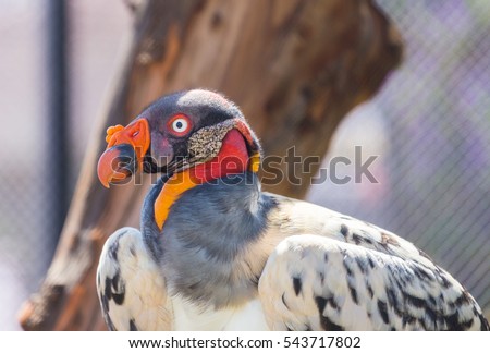 The king vulture is a large bird found in Central and South America. It is a member of the New World vulture family. This vulture lives predominantly in tropical lowland forests in southern Mexico