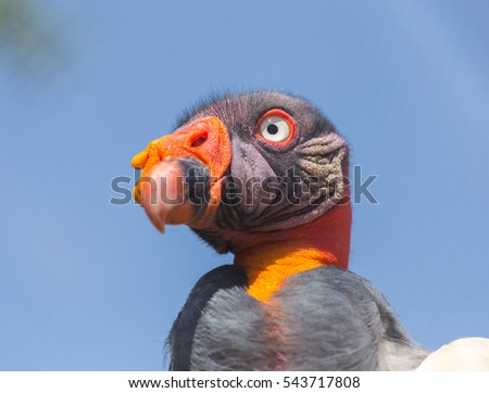 The king vulture is a large bird found in Central and South America. It is a member of the New World vulture family. This vulture lives predominantly in tropical lowland forests in southern Mexico
