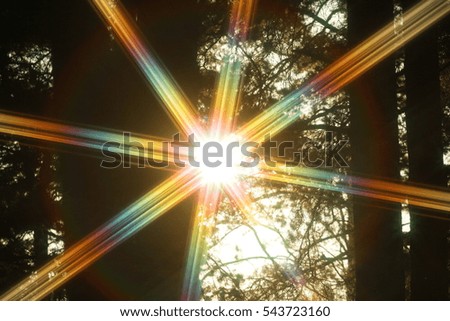 Sunset in forest, sunlight, sunny forest, sun rays, photo
walk in sunny forest