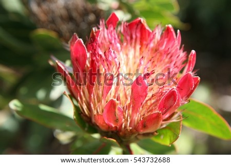Protea flower in Cape Town garden, South Africa
