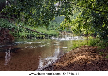 A view of the beautiful forest stream from behind the tree branc