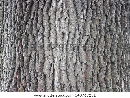old oak bark Royalty-Free Stock Photo #543767251