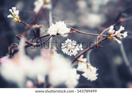 Blooming white flowers on the tree. Macro image, selective focus