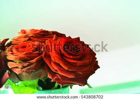 Arrangement of red blooming roses. Romantic bouquet with withering flowers for birthday gift, mothers day, valentines love present, wedding and bridal decoration. Image with green color filter effect.