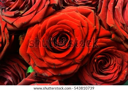 Arrangement of red blooming roses. Romantic bouquet with withering flowers for birthday gift, mothers day, valentines love present, wedding and bridal decoration. Image with green color filter effect.