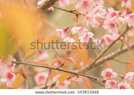 Pink cherry blossom flower background,Inthanon Chiangmai Thailand
