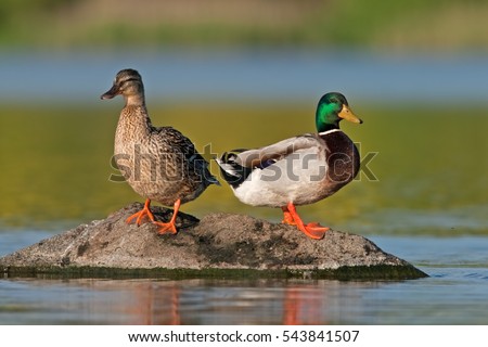 wild duck, anas platyrhynchos, mallard, Czech republic