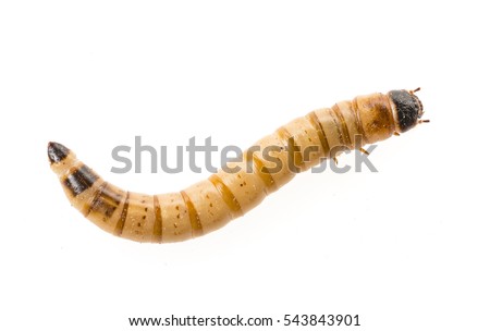 Zophobas atratus/ morio - meal worm isolated on white Royalty-Free Stock Photo #543843901