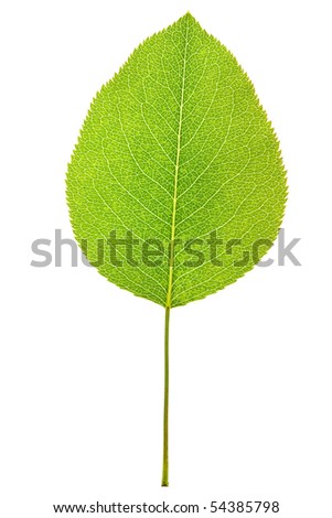 Pear leaf on isolated