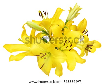 Flower head of lily