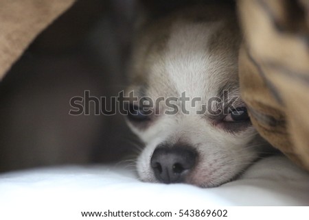 Little chihuahua dog sleeps