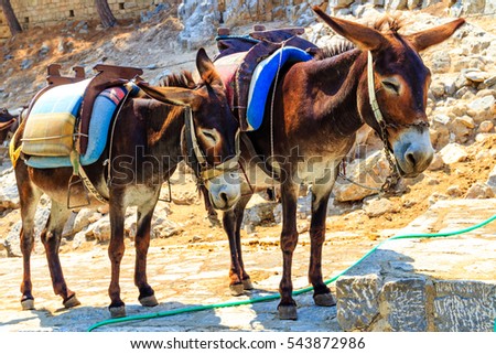 Donkey Taxis, Rhodes, Greece Royalty-Free Stock Photo #543872986