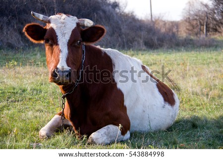 young bull is lying on the green grass