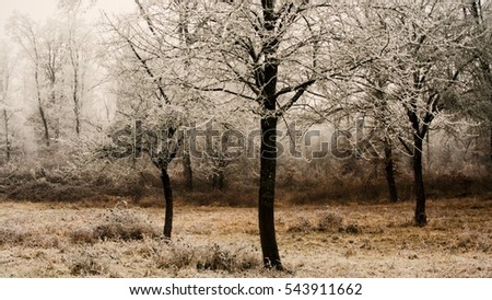 white trees