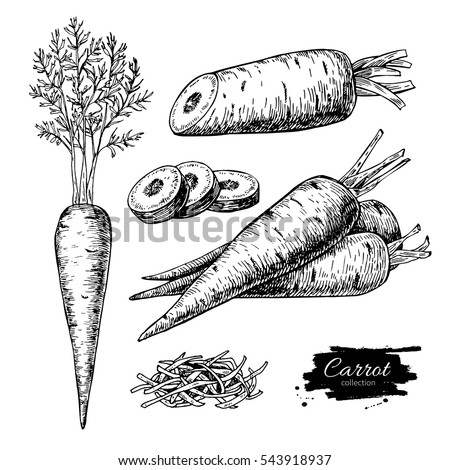 Carrot hand drawn vector illustration set. Isolated Vegetable engraved style object with sliced pieces. Detailed vegetarian food drawing. Farm market product. Great for menu, label, icon Royalty-Free Stock Photo #543918937