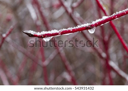 Beautiful frozen tree branches with icicles on a cold winter day