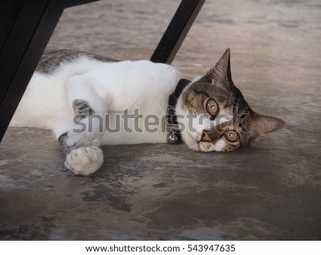 Cat sleeping on the cement floor.