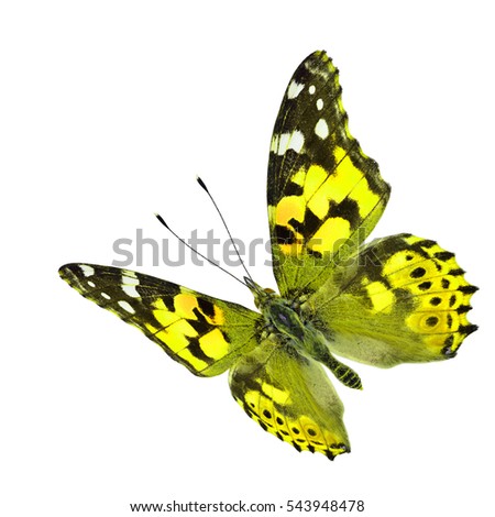 Amazing flying yellow butterfly, Painted Lady (Vanessa cardui) in beautiful fancy color profile isolated on white background, fascinated nature
