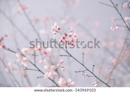 Soft Blurred of beautiful pink Cherry blossom flower stay vintage photo.
