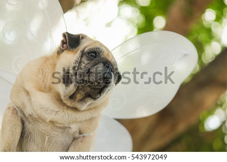 Pug dog wearing butterfly costume with blurry background.