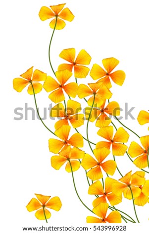 spring flowers eschscholzia isolated on white background. 