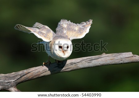Closeup of a Barn Owl taking off from a natural perch.