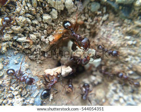 Fire ants macro shot in front of nest,Hami,Xinjiang,China