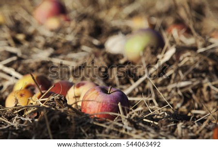 Apples starting to rot above the ground.