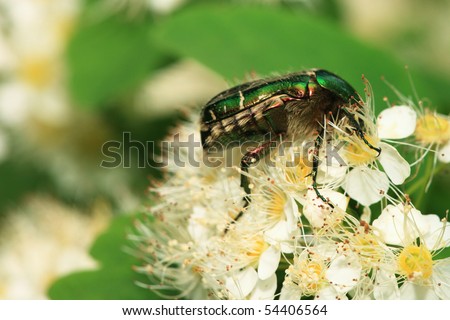 Unknown (for me) beetle on flover, picture was made by me in botanical garden (Moscow)