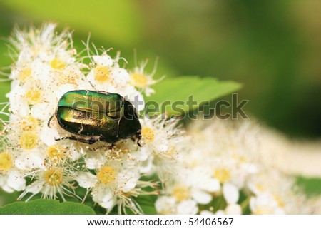 Unknown (for me) beetle on flover, picture was made by me in botanical garden (Moscow)