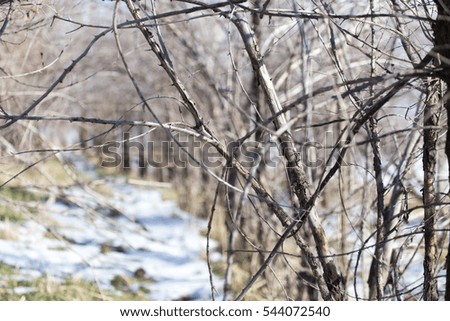 trees outdoors in winter