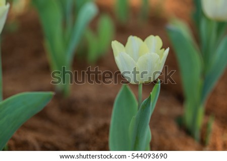 Tulips. Spring background with beautiful yellow tulips.