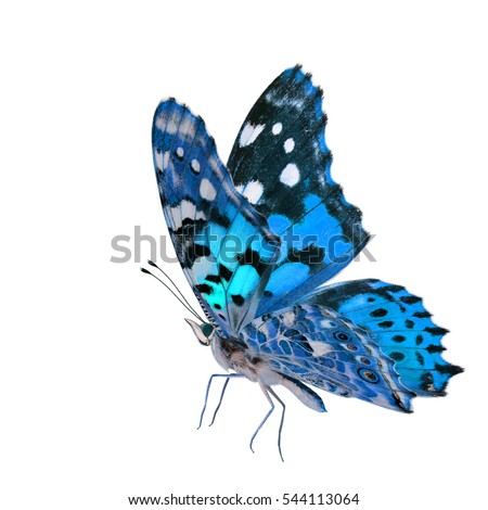 Flying Painted Lady butterfly (Vanessa cardui) with side fully wings stretching in fancy bright blue color profile isolated on white background, fascinated nature