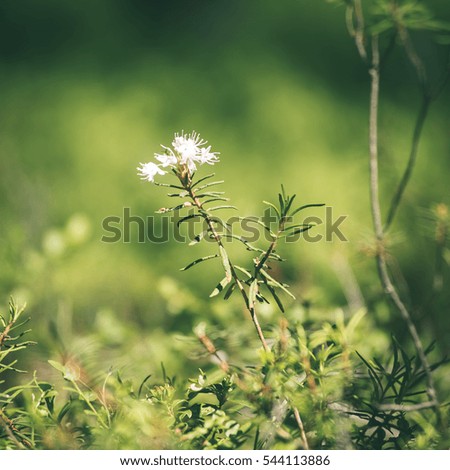 forest flowers and blossoms in spring blooming in natural environment - instant vintage square photo