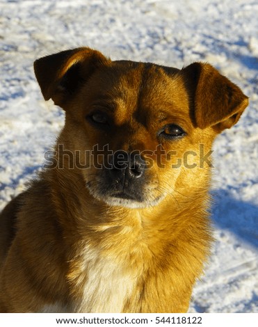 A small red-haired dog with white paws on a white snow background.