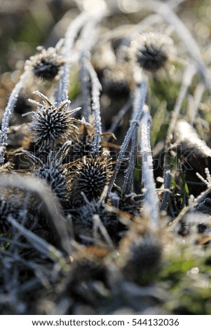 Plants in nature covered with frost in December morning