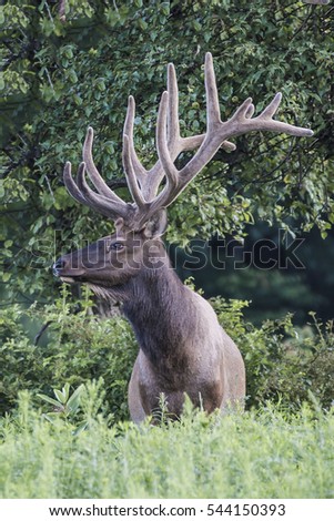 Bull elk in velvet - Photograph taken in Elk State Forest, Elk County, Benezette, Pennsylvania.