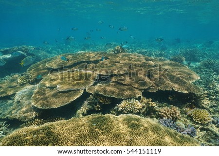 Reef underwater with table coral and sergeant fish, New Caledonia, south Pacific ocean
