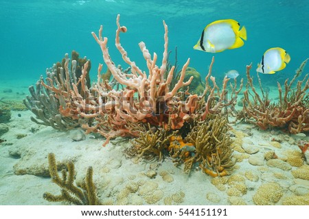 Lumpy overgrowing sponge with soft coral and tropical fish spotfin butterflyfish, underwater marine life in the Caribbean sea