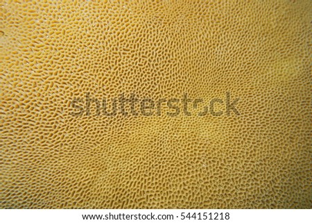 Goniastrea coral close-up, underwater marine life, Pacific ocean, New Caledonia
